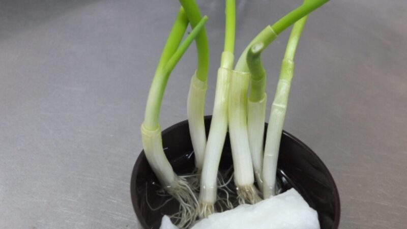 家の中でネギを育てる様子